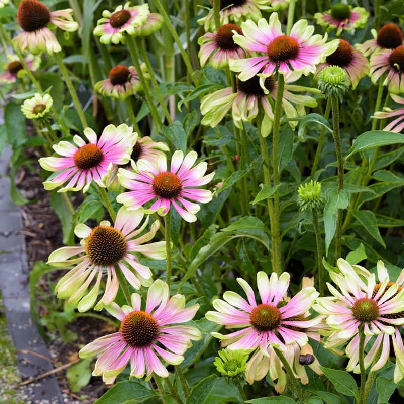 Green Twister Coneflower - Image 4