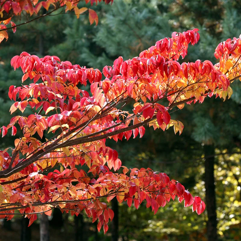 Greensleeves Dogwood - Image 4