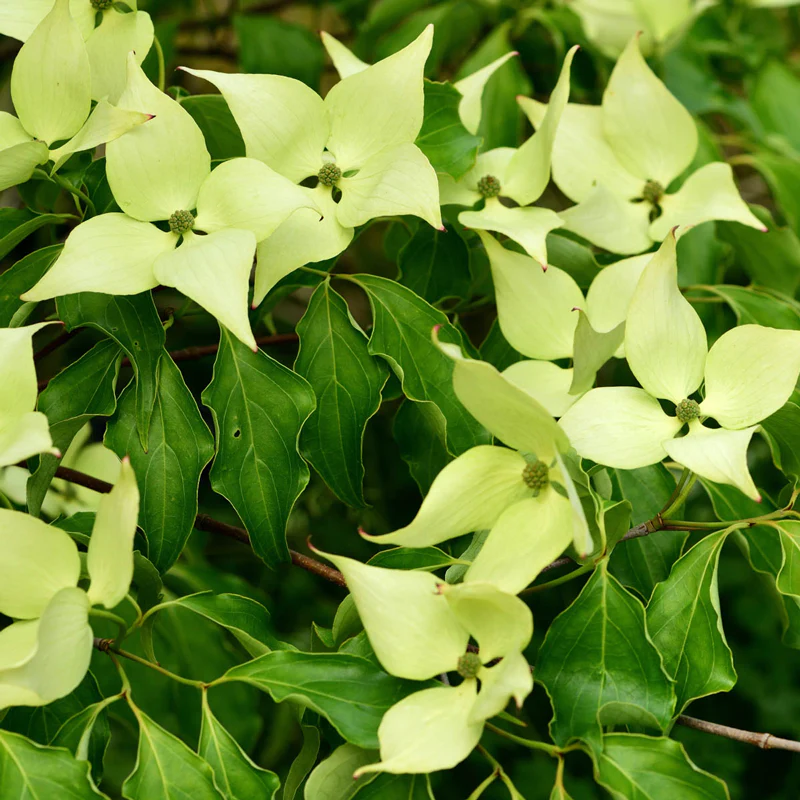 Greensleeves Dogwood - Image 5