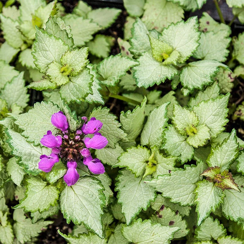 Lamium Collection - Image 2