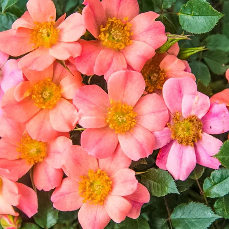 Ground Cover Rose Collection - Image 2