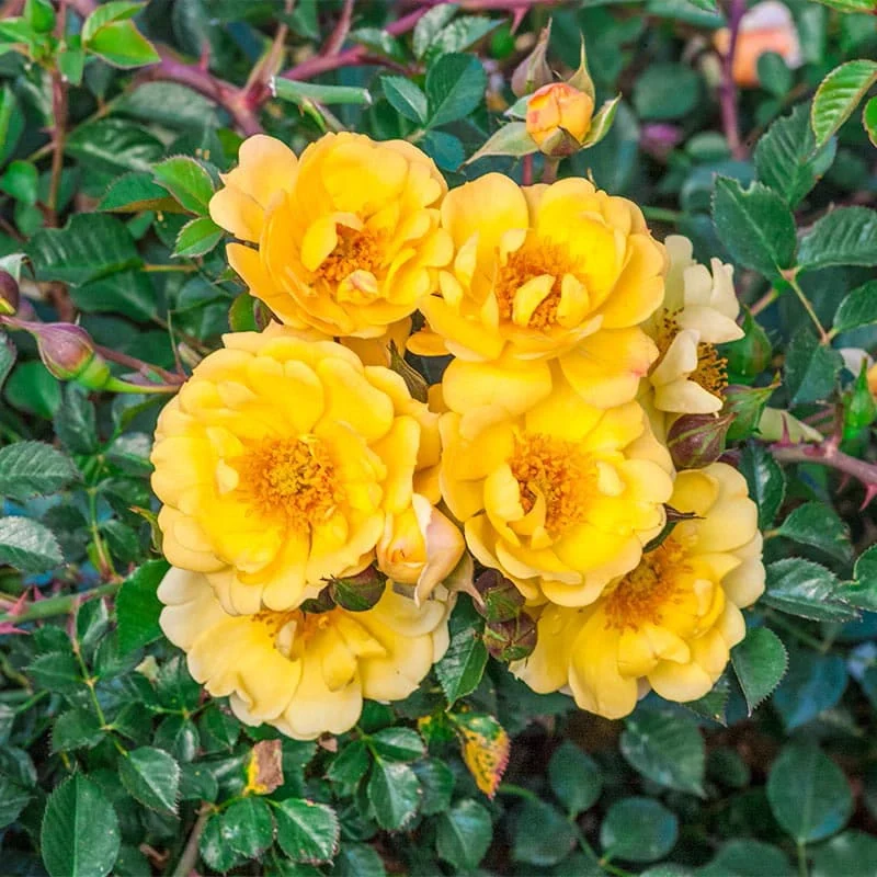 Ground Cover Rose Collection - Image 3