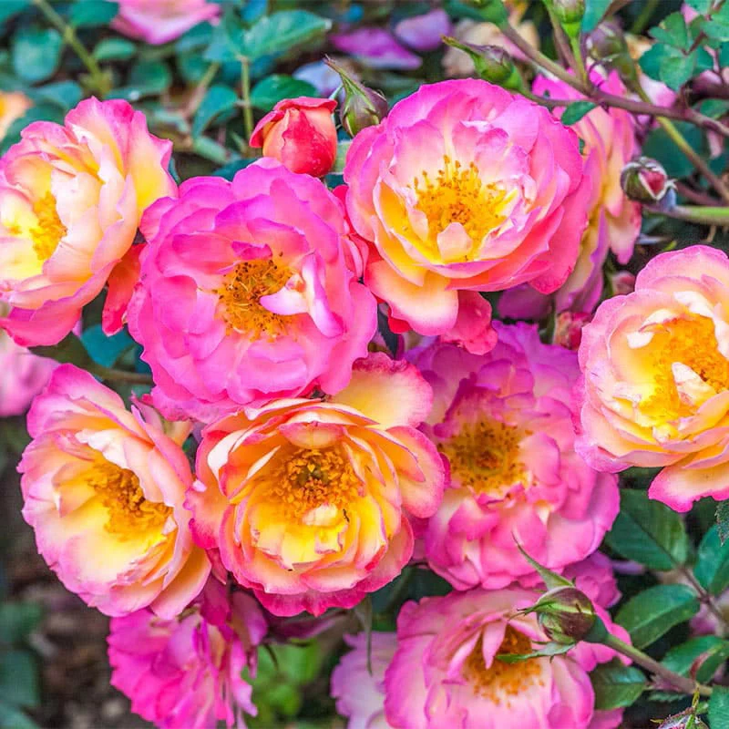 Ground Cover Rose Collection - Image 4