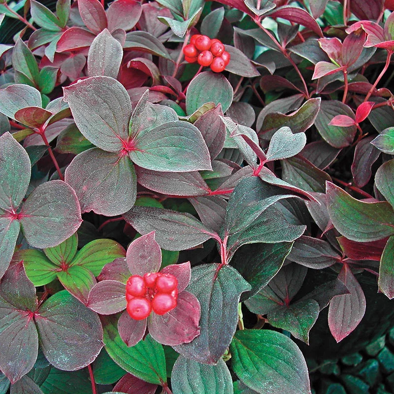 Groundcover Dogwood - Image 2
