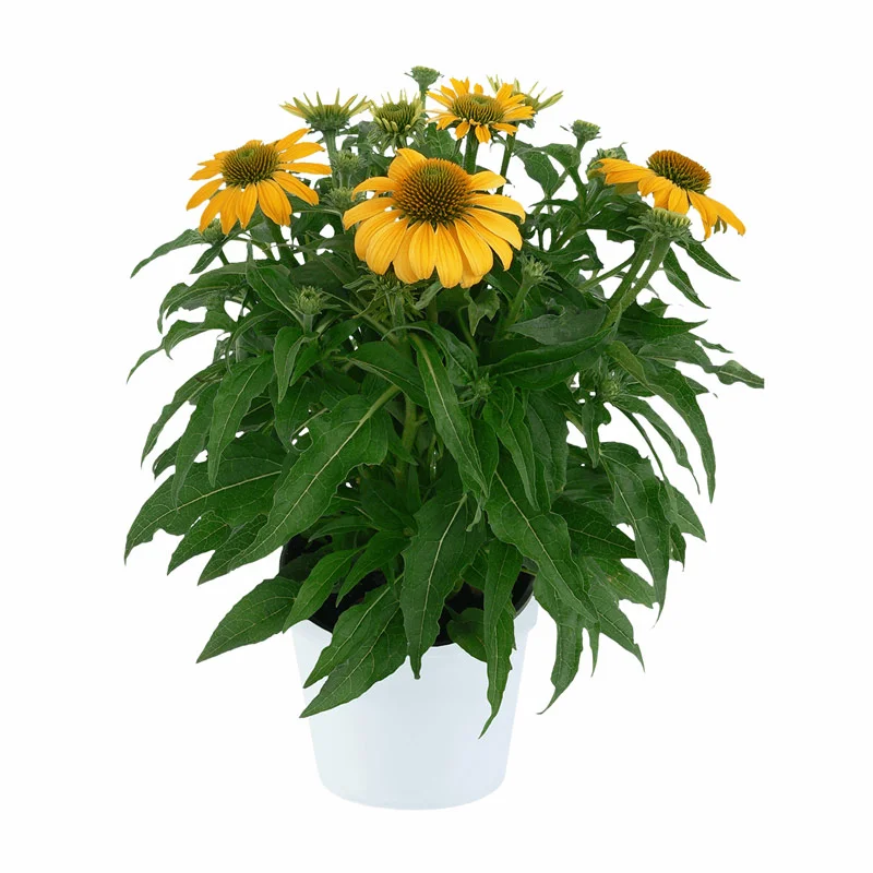 Guatemala™ Gold Coneflower