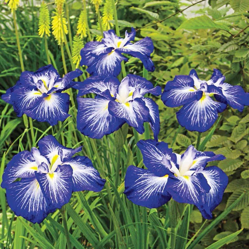 Gusto Japanese Iris - Image 2