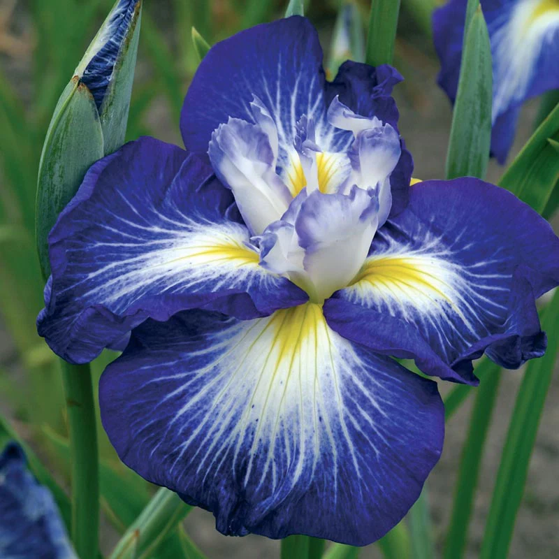 Gusto Japanese Iris - Image 3