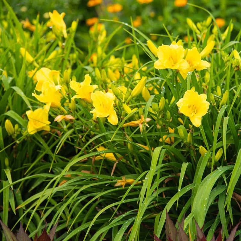 Happy Returns Jumbo Daylily