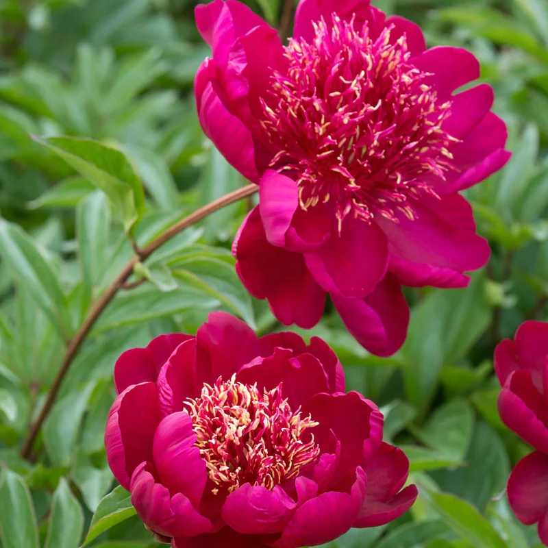Hara-Ai-Nin Peony