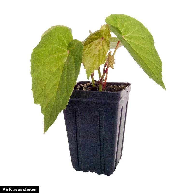 Hardy Begonia - Image 2