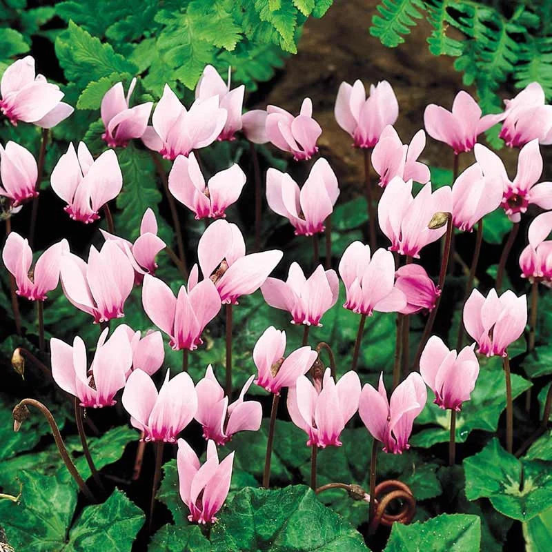 Hardy Cyclamen Coum - Image 3