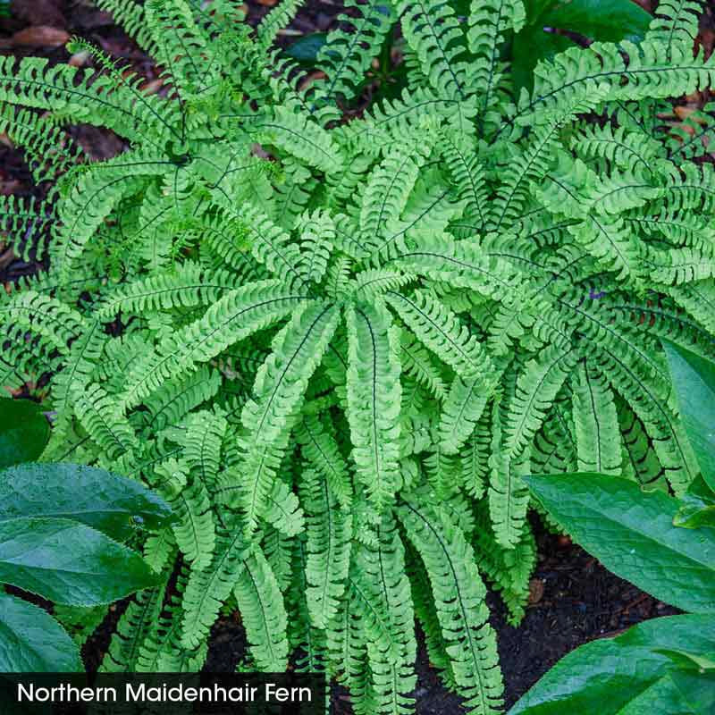 Hardy Fern Collection - Image 2