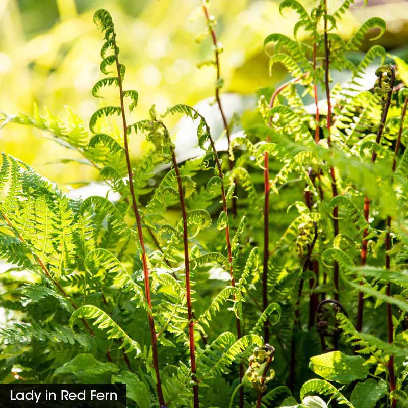 Hardy Fern Collection - Image 3