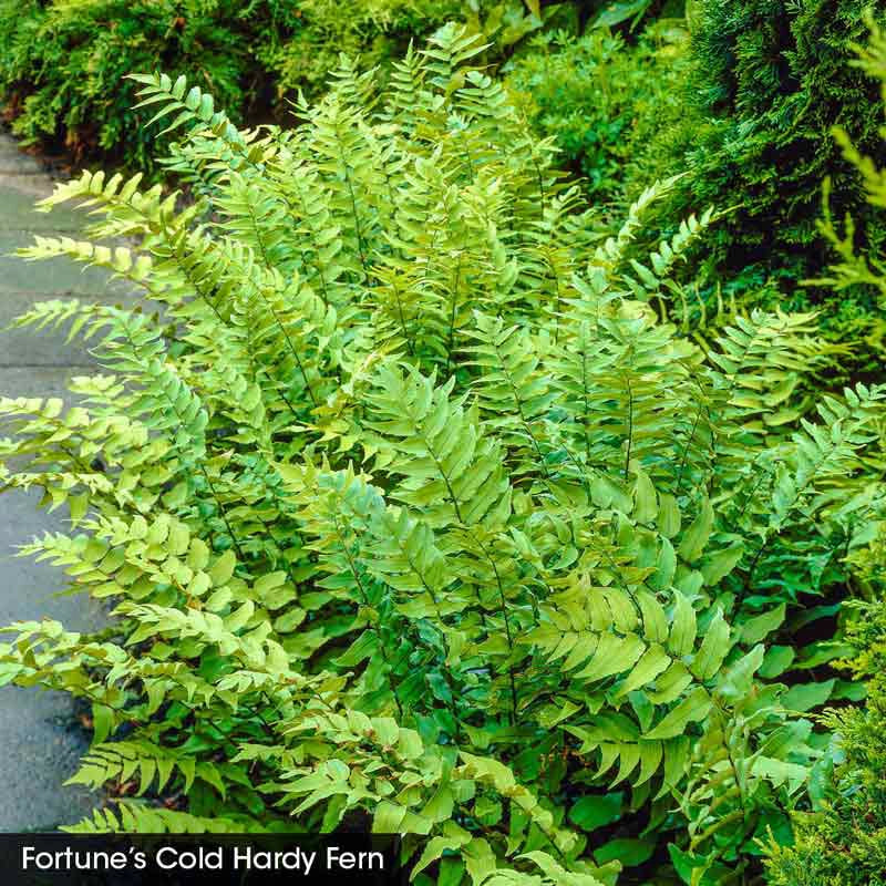 Hardy Fern Collection - Image 4