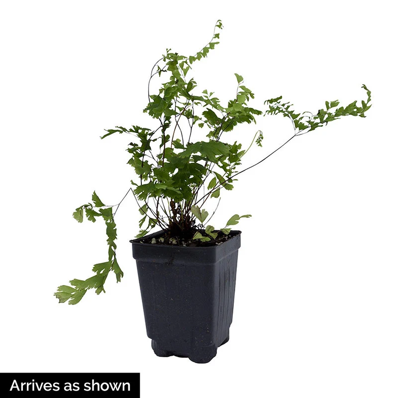 Hardy Fern Collection - Image 5