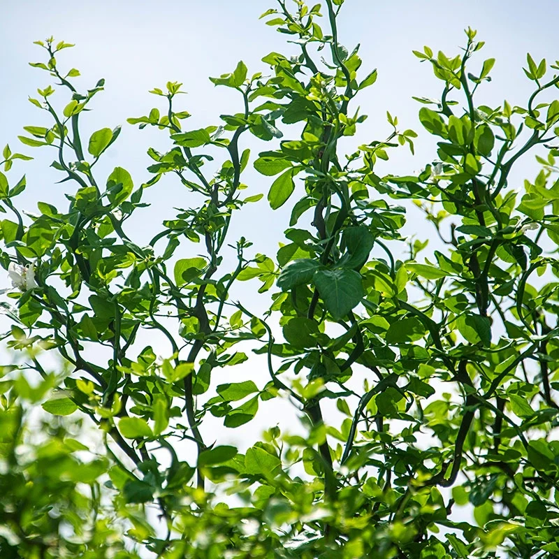 Hardy Orange - Image 2