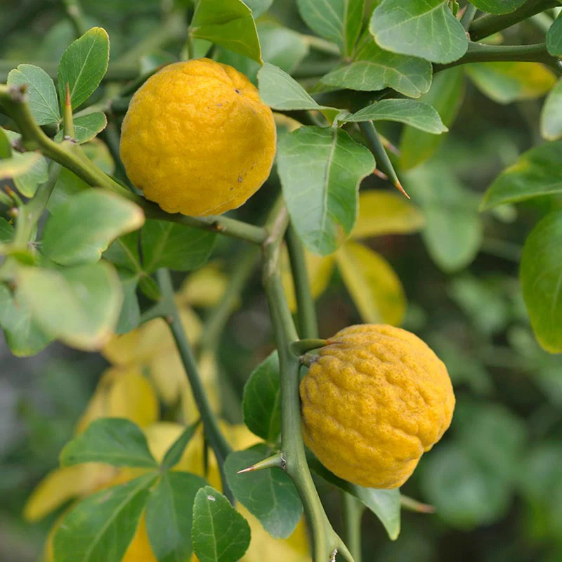 Hardy Orange - Image 4