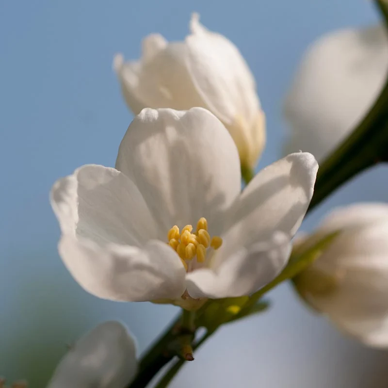 Hardy Orange - Image 5