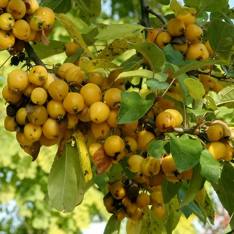 Harvest Gold Crabapple - Image 2