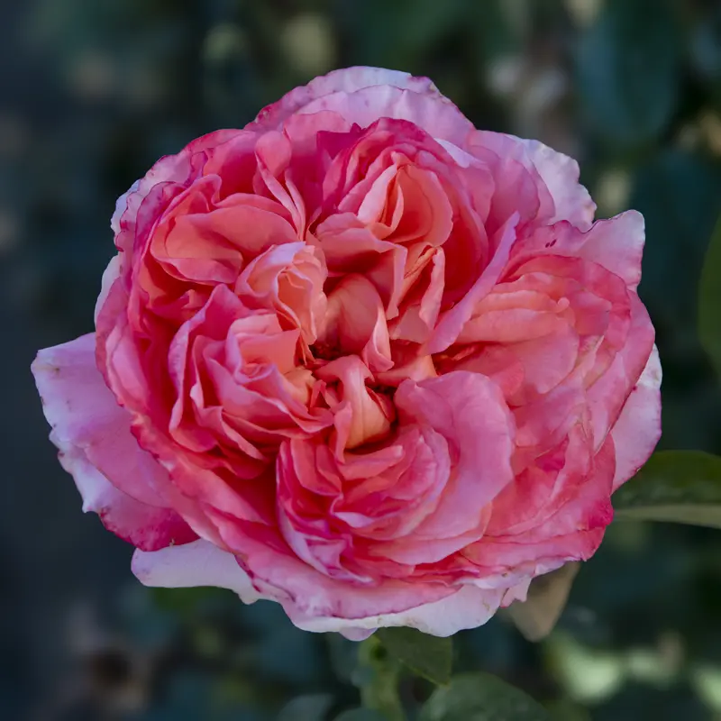 Heavenly Scented™ Hybrid Tea Rose - Image 3
