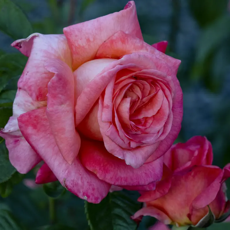 Heavenly Scented™ Hybrid Tea Rose - Image 4