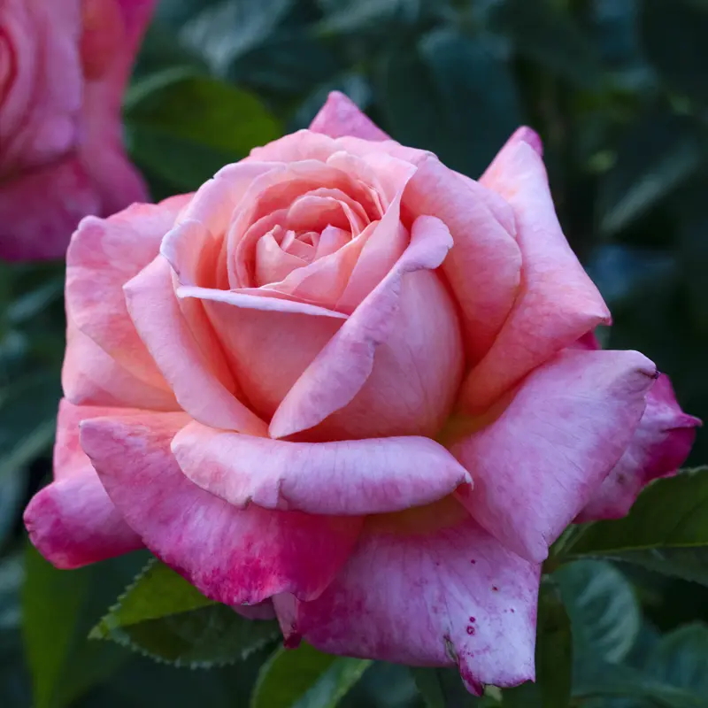 Heavenly Scented™ Hybrid Tea Rose - Image 5