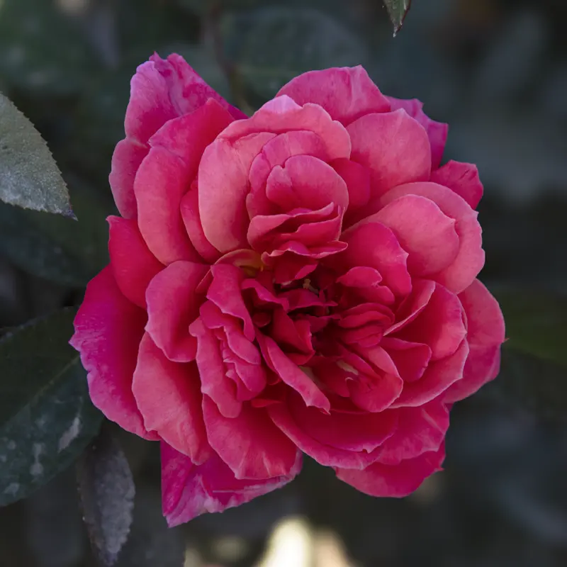 Heavenly Scented™ Hybrid Tea Rose - Image 6