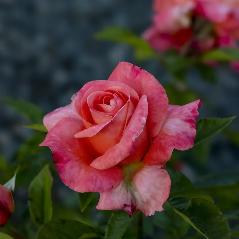 Heavenly Scented™ Hybrid Tea Rose - Image 7