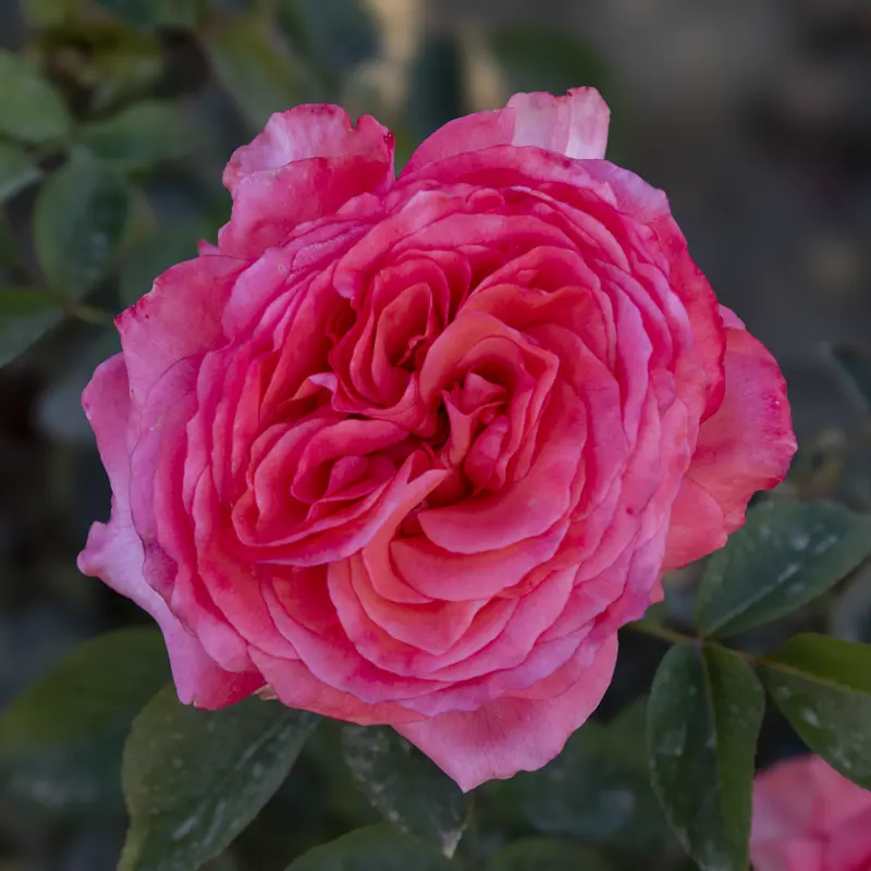 Heavenly Scented™ Hybrid Tea Rose - Image 8