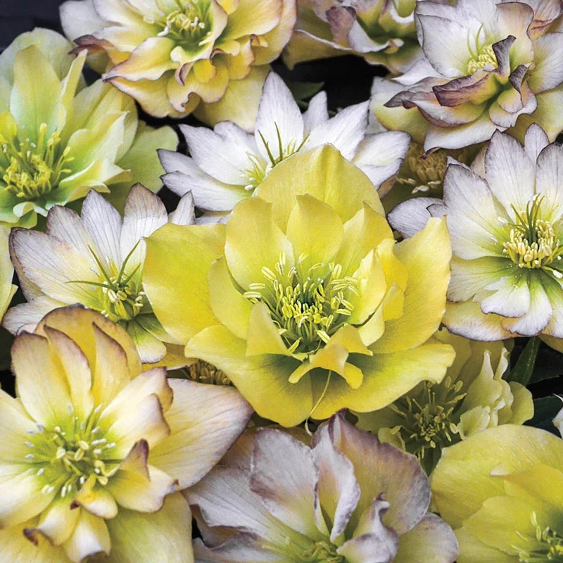 First Dance Lenten Rose - Image 2
