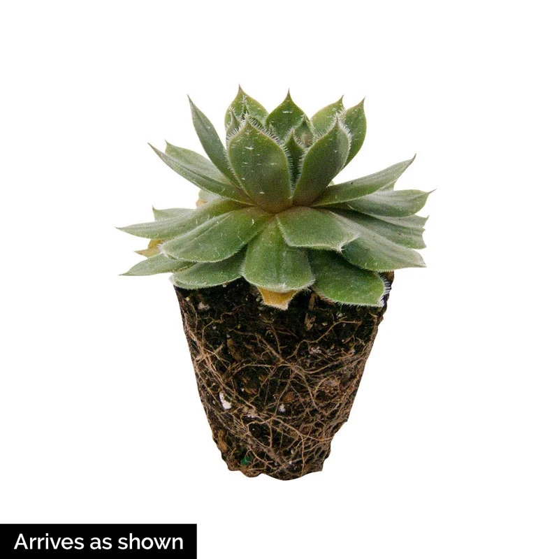 Hens & Chicks Mix - Image 5