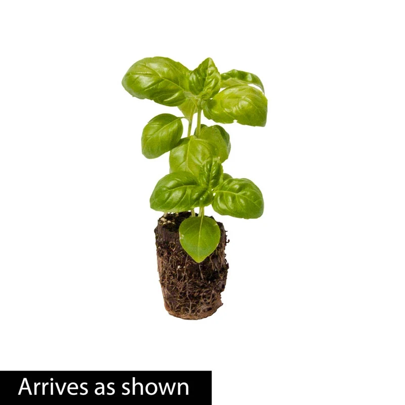 Herb Sweet Basil Plant - Image 2