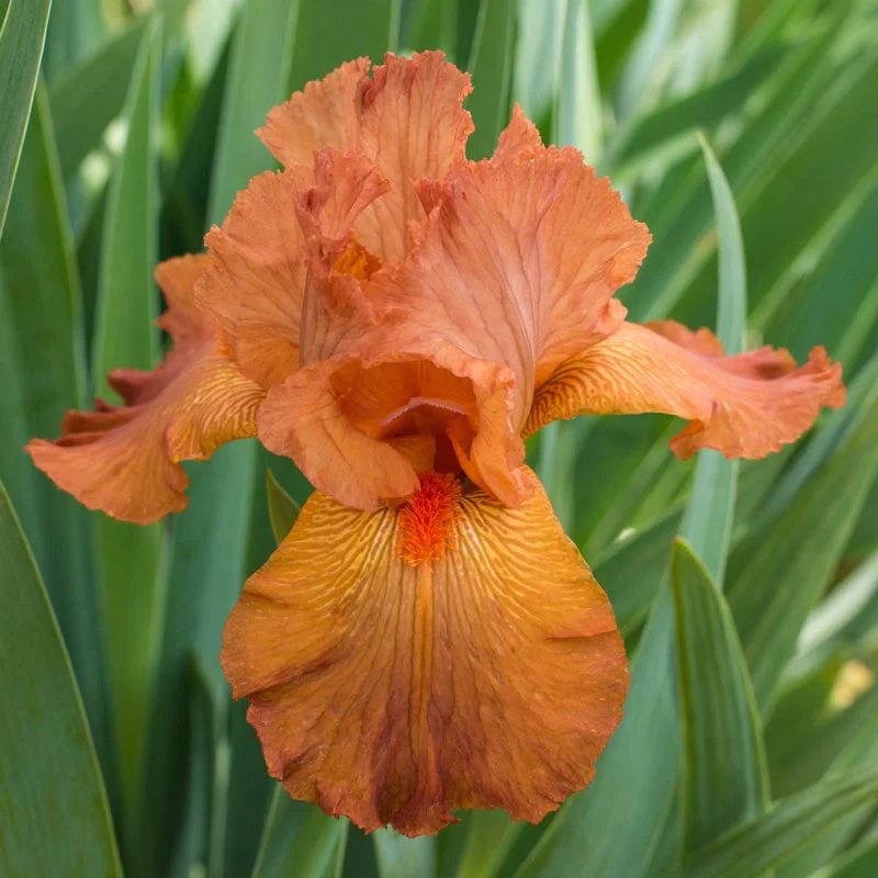 Hermes Bearded Iris