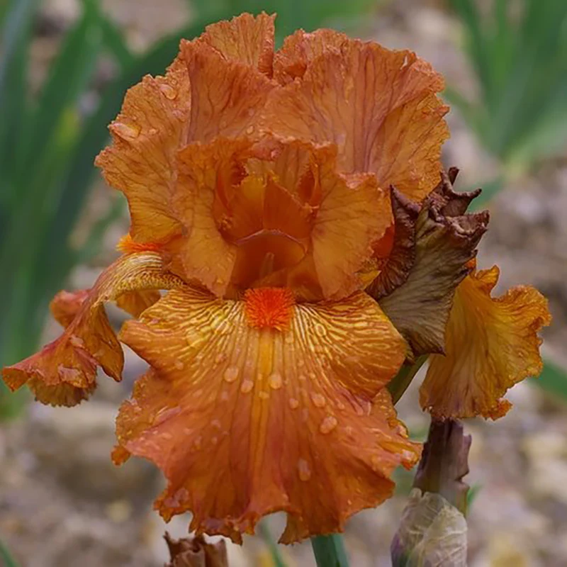 Hermes Bearded Iris - Image 2