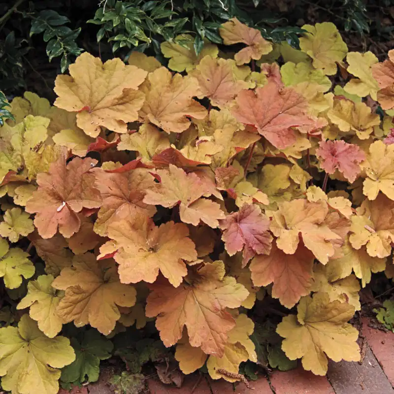 Caramel Heuchera