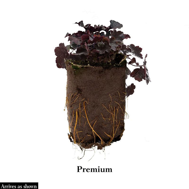 Caramel Heuchera - Image 2