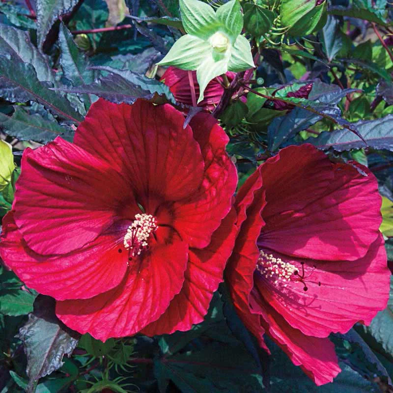 Midnight Marvel Hardy Hibiscus - Image 3
