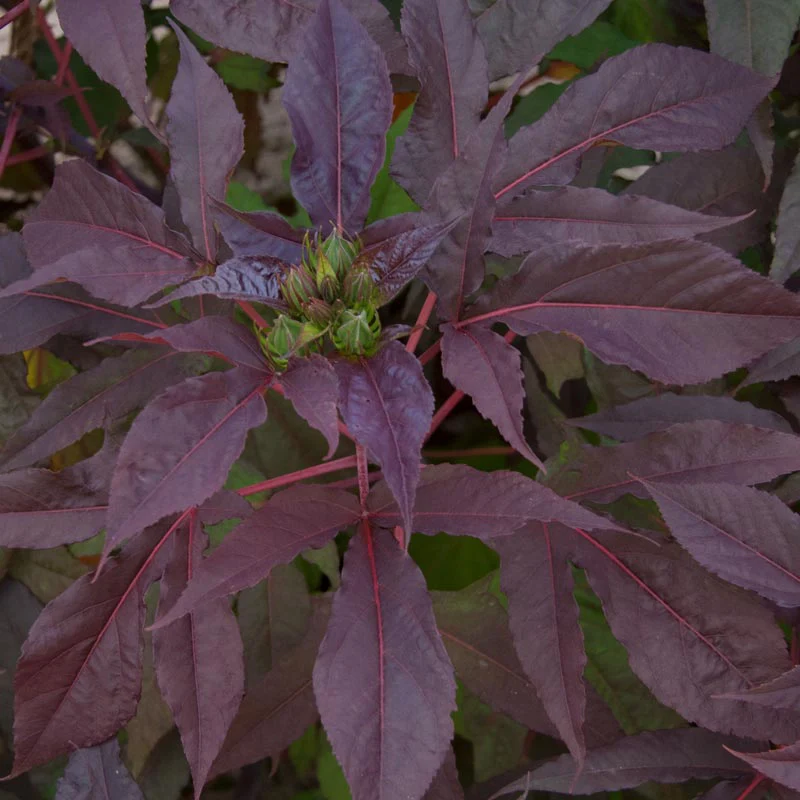 Midnight Marvel Hardy Hibiscus - Image 4