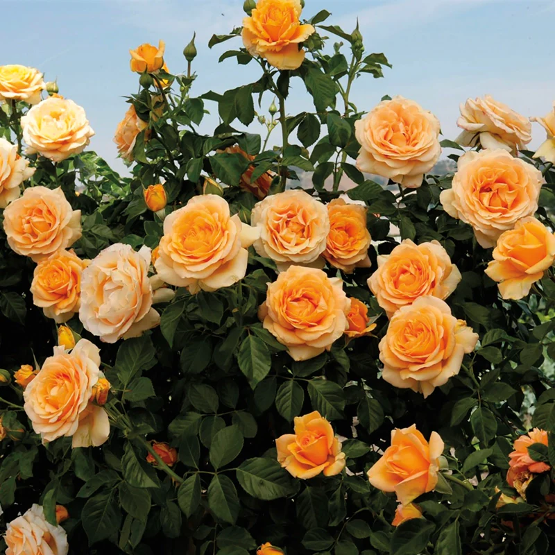 Golden Opportunity™ Climbing Rose - Image 3
