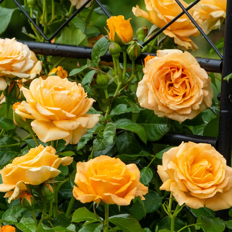 Golden Opportunity™ Climbing Rose - Image 4