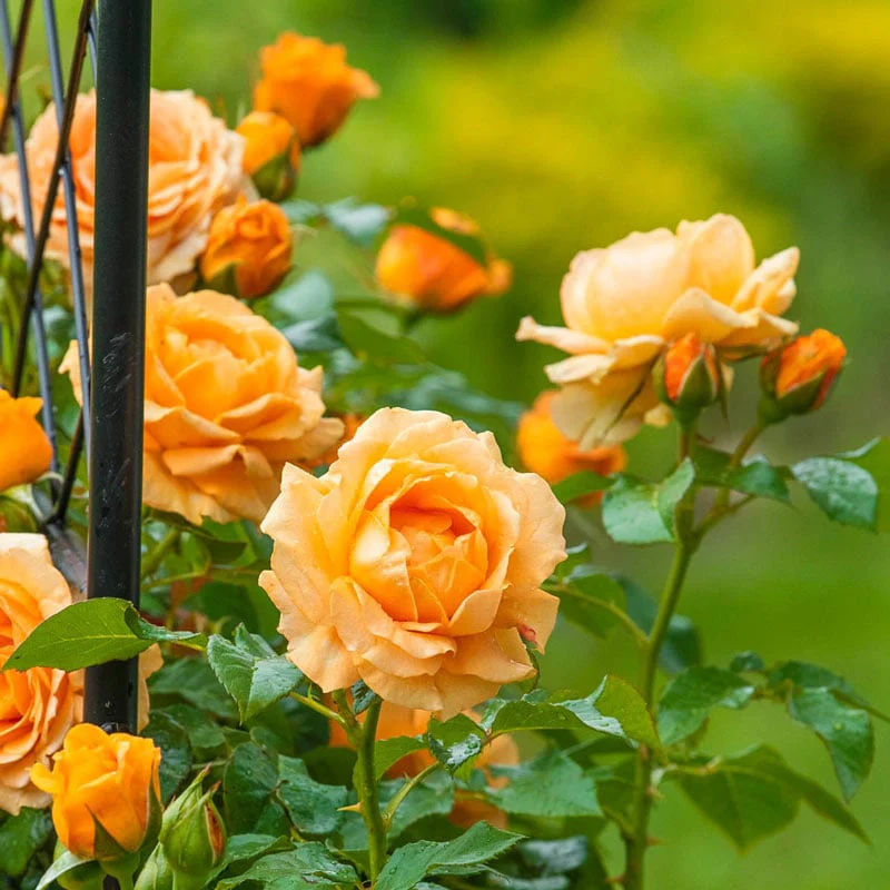 Golden Opportunity™ Climbing Rose - Image 5