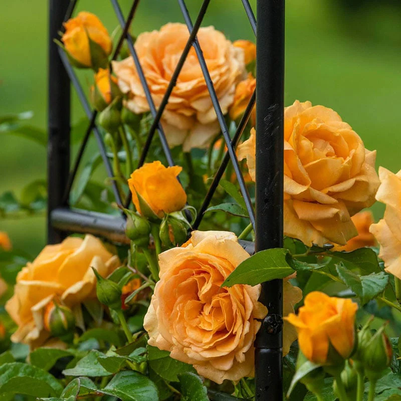 Golden Opportunity™ Climbing Rose - Image 6
