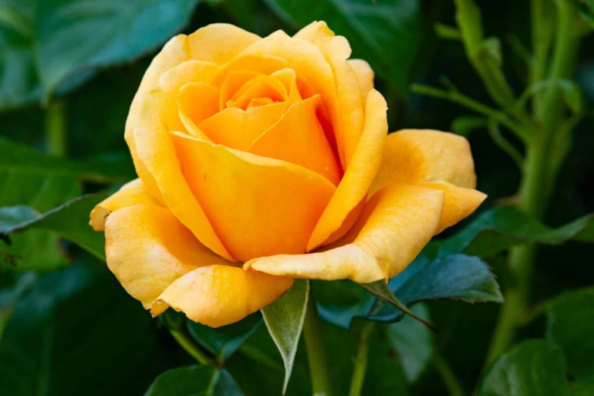 Golden Opportunity™ Climbing Rose - Image 7
