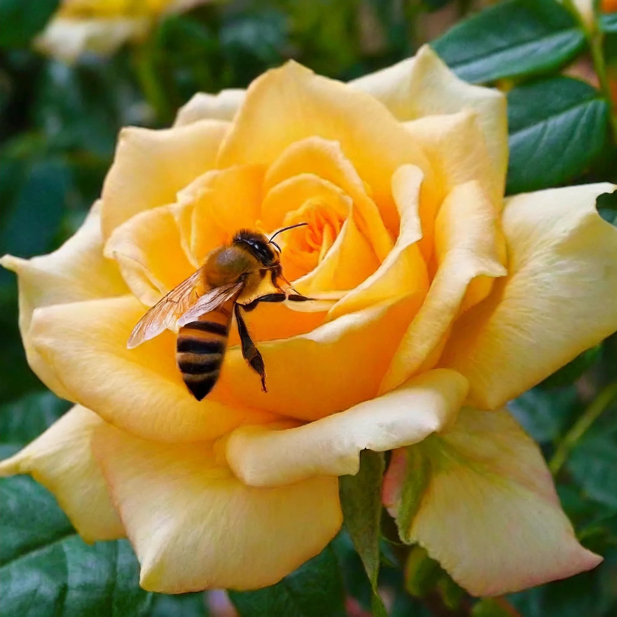 Golden Opportunity™ Climbing Rose - Image 8