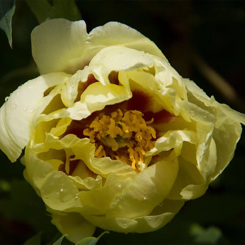 High Noon Tree Peony - Image 2