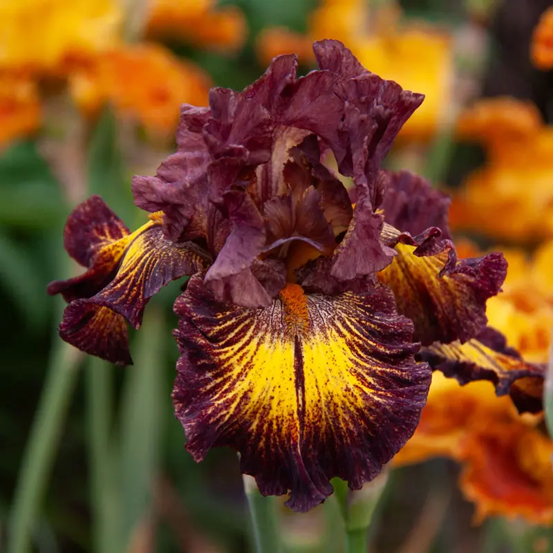 High Octane Bearded Iris - Image 2