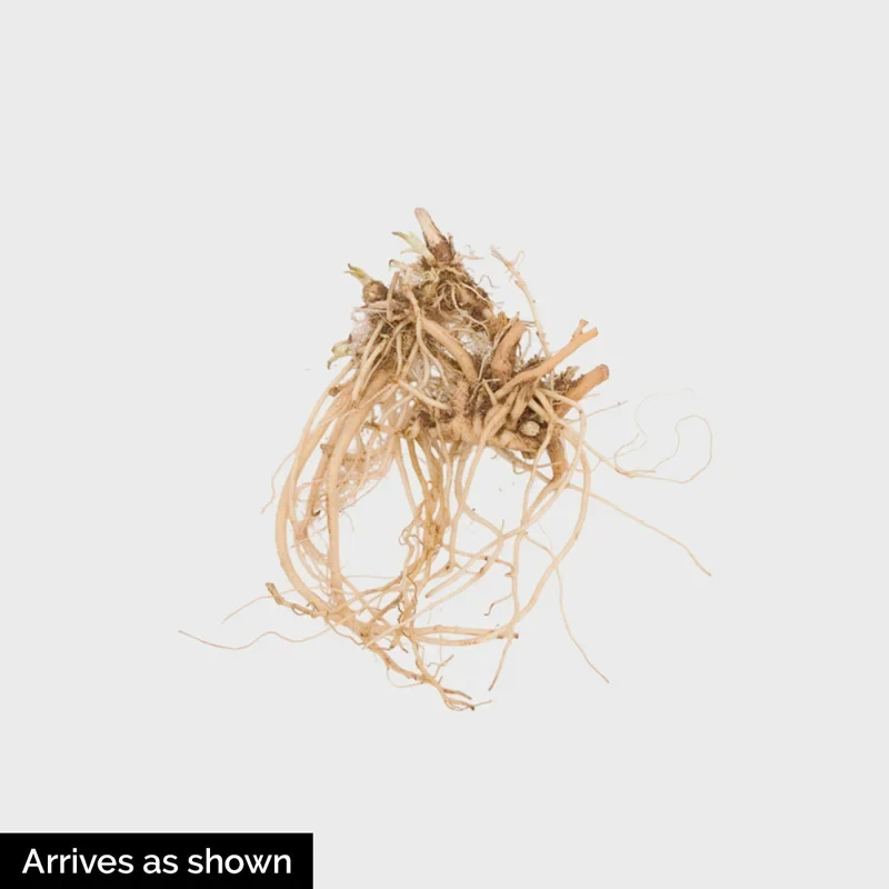 Loysder Crown Solidago - Image 2