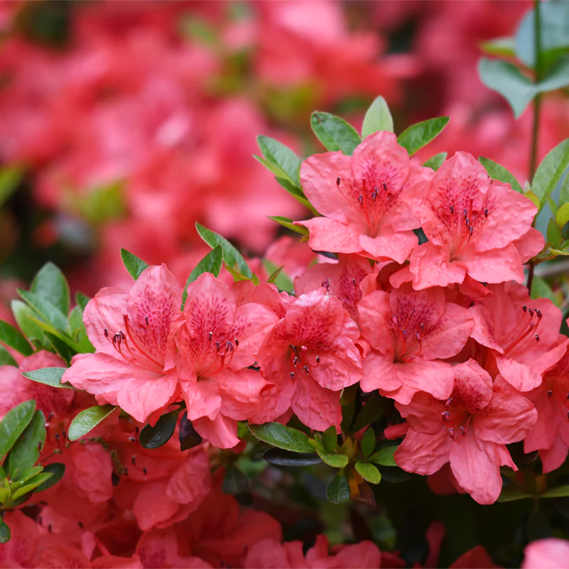 Holden Azalea - Image 2