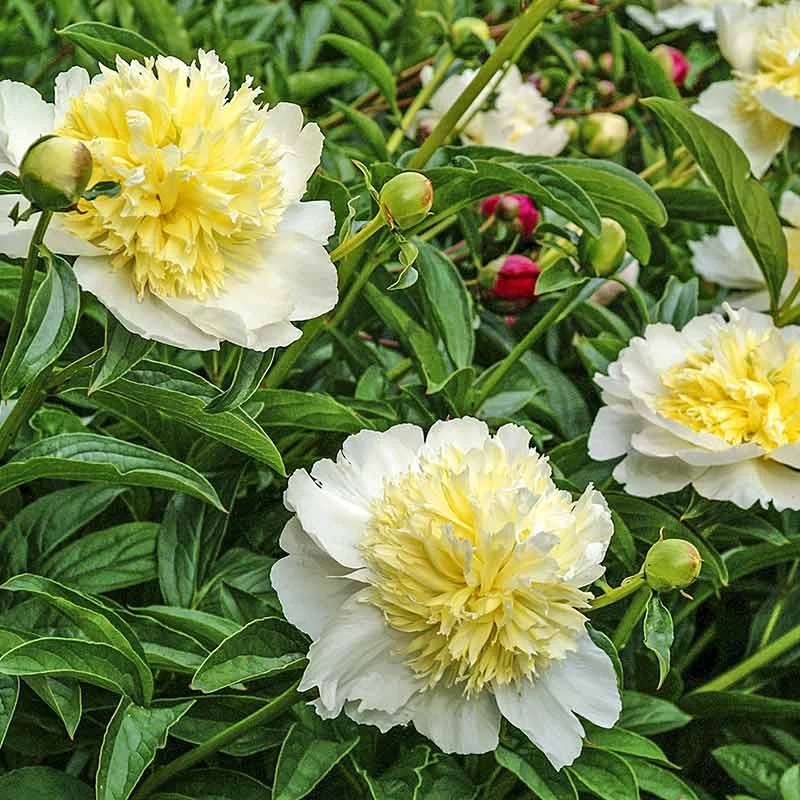 Honey Gold Peony - Image 2