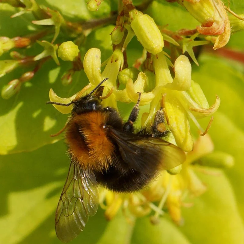 Honeybee ™ Diervilla - Image 2